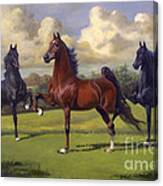 American Saddlebred Stallions Canvas Print