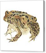 American Toad Canvas Print