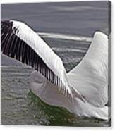 American White Pelican Canvas Print