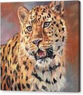 Amur Leopard Canvas Print