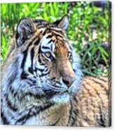 Amur Tiger 5 Canvas Print