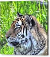 Amur Tiger 7 Canvas Print