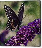 An Afternoon Visitor Canvas Print