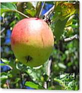 An Apple A Day Canvas Print