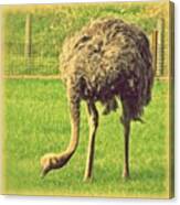 An #ostrich... #latergram #all_shots Canvas Print