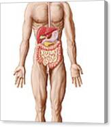 Anatomy Of Human Digestive System, Male Canvas Print