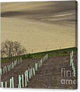 Andalusian Farmland Series-4 Canvas Print