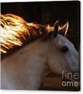 Andalusian Mare Sunset Canvas Print