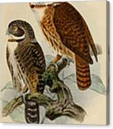 Andean Pygmy Owl Canvas Print