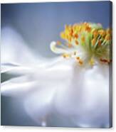 Anemone 1 Canvas Print