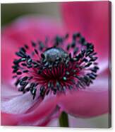 Anemone In Pink Canvas Print