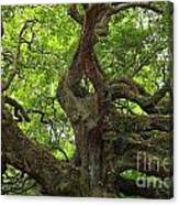 Angel Oak Branches Canvas Print