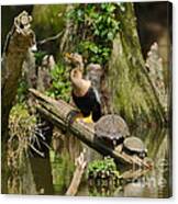 Anhinga And Turtles In The Swamp Canvas Print