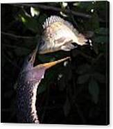 Anhinga Catch Canvas Print