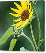 Annual Sunflower Canvas Print