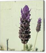 Another #lavendar #flower #iphone Canvas Print