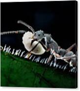 Ant Carrying Larva Canvas Print