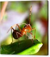 Ant #insects #insect #bug #bugs Canvas Print