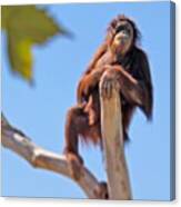 #apes #orangutans #zoo #animals Canvas Print