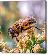 Apis Mellifera Canvas Print