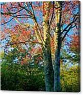 Appalachian Fall Trees Canvas Print