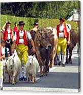 Appenzell Parade Of Cows Canvas Print