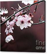 Apple Blossom In Rain Canvas Print