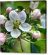 Apple Blossom And Buds Canvas Print