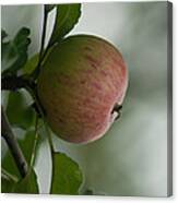 Apple In The Tree Canvas Print