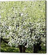 Apple Trees In Bloom Canvas Print