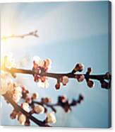 Apricot Blossoms Flower On Wild Spring Canvas Print