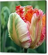 Apricot Parrot Tulip Canvas Print