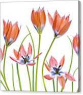 Apricot Tulips Canvas Print