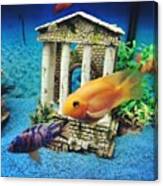 #aquarium#fish#tropical#gorgeous Canvas Print