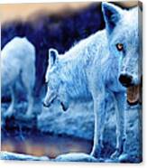 Arctic White Wolves Canvas Print