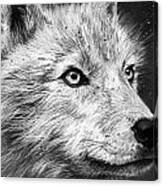 Arctic Wolf Canvas Print