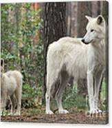 Arctic Wolf With Pup, Canis Lupus Albus Canvas Print