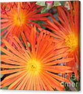 Arizona Cactus Flower Canvas Print