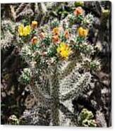 Arizona Cactus Canvas Print