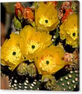 Arizona Prickly Pear Cactus Flowers - Greeting Card Canvas Print