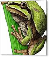 Arizona Tree Frog Canvas Print