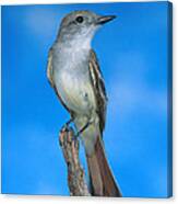Ash-throated Flycatcher Canvas Print