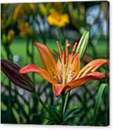 Asiatic Lily Canvas Print