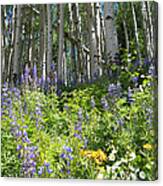 Aspen And Wildflowers Canvas Print