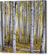 Aspen Forest Canvas Print