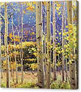 Panorama View Of Aspen Trees Canvas Print