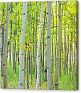 Aspen Tree Forest Autumn Time Canvas Print