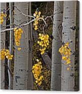 Aspen Trees Canvas Print