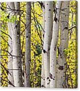 Aspen Trees In Autumn Color Portrait View Canvas Print