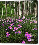 Aspens And Asters Canvas Print